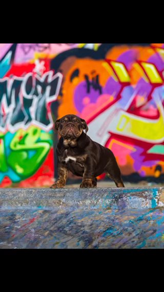L1 Fluffy English Bulldog Female ? in Liverpool