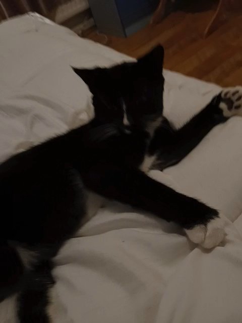 oreo in Nuneaton & Bedworth