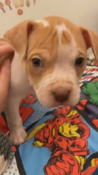 Sharpei Pitbull Cross Puppy in Bradford