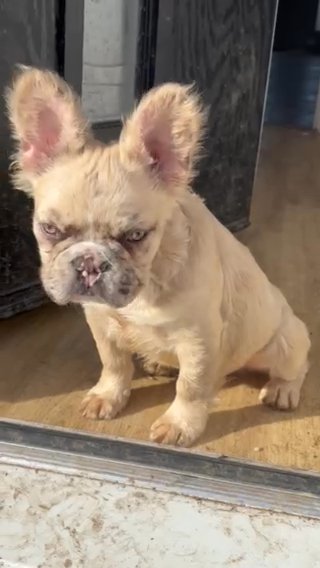 Fluffy Frenchie in Kingston upon Hull