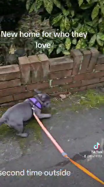 reduce french bulldog in Wolverhampton