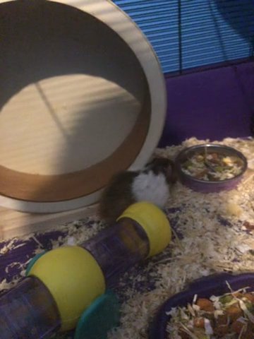 Female Syrian Hamster For Sale in London