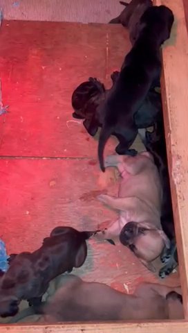 We Have 3 Beautiful Cane Corso Puppies in Nottingham