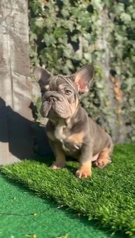Big Rope Frenchie in West Lancashire