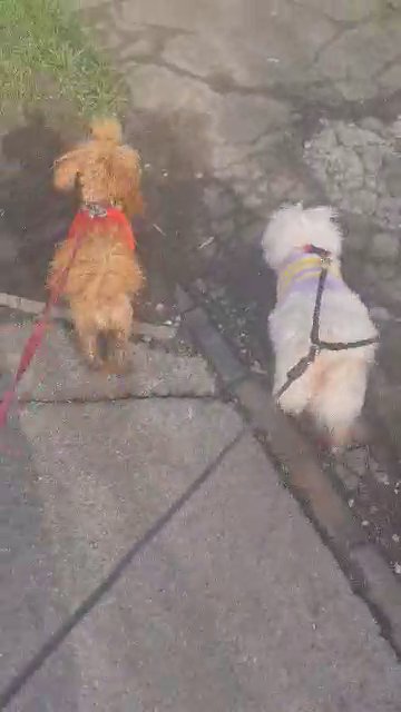 valentina bloodline kc registered toy poodle female in Birmingham
