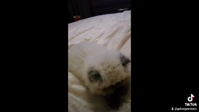 Colourpoint Persian female kitten in Glasgow