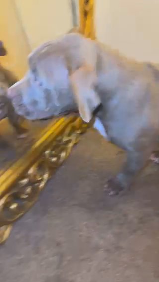 Female Pocket Bully in London
