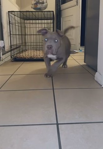 Full Breed Pocket Bully in London