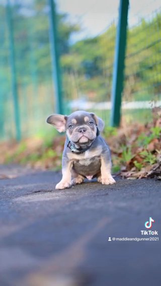 ASHY ? LILAC AND TAN TRI MALE ? in London