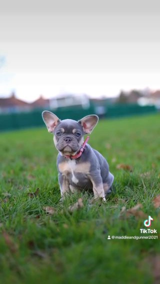 Lilac and tan FRENCHBULLDOG FEMALE PUPPY ? in London