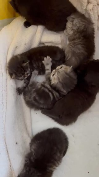 Persian Kittens Perfect Temperament in Colchester