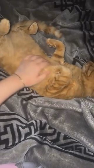 Ginger Ragdol X Bengal Cat in Leeds