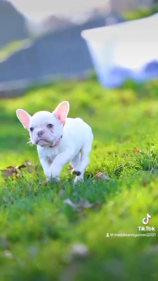 DIAMOND ?Lovely PLATINUM/CREAM FRENCHBULLDOG FEMALE ! in London