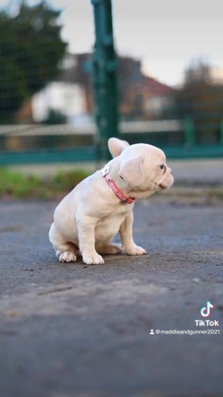 Muffin ? THINY CUTENESS PLATINUM/ CREAM FEMALE ? in London