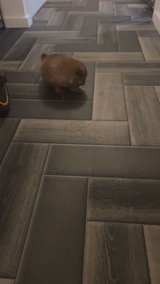 Pomerain Puppu in Nottingham