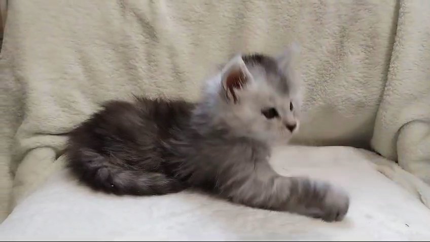 High Silver Maine Coon kittens shaded line in Wakefield