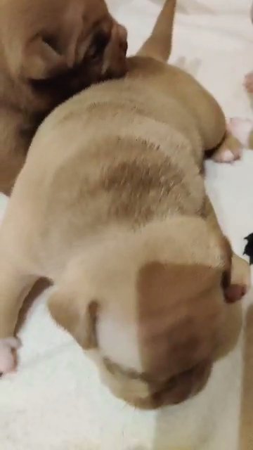 American Bully Pocket)Exotic in Derby