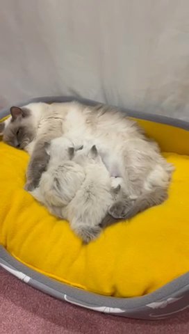 Pedigree Ragdol Kittens For Sale 💖 💖💙💙 in Kirklees