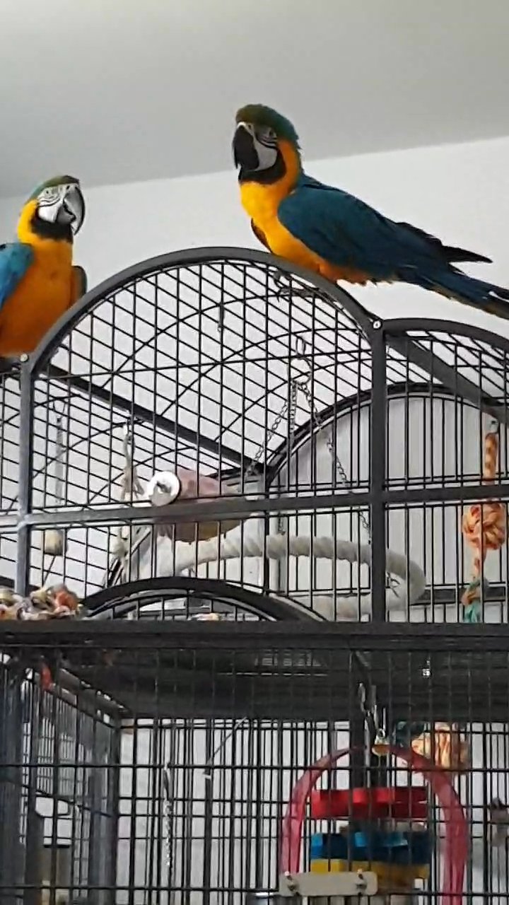 2 Blue and Gold mcaws & cage in London