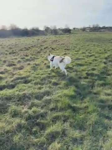 Beautiful Euriazer Cross Shepherd in Hampshire