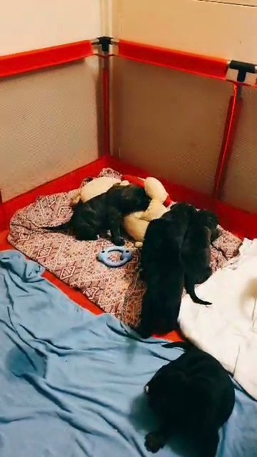 presa canario pup in Sheffield