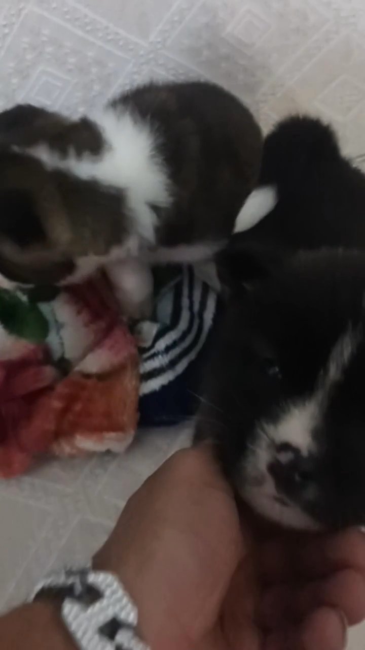 American Akita puppies for sale in Birmingham