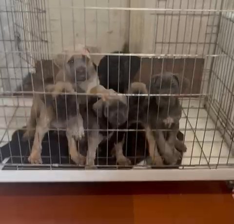 Cane Corso Puppies Available in London