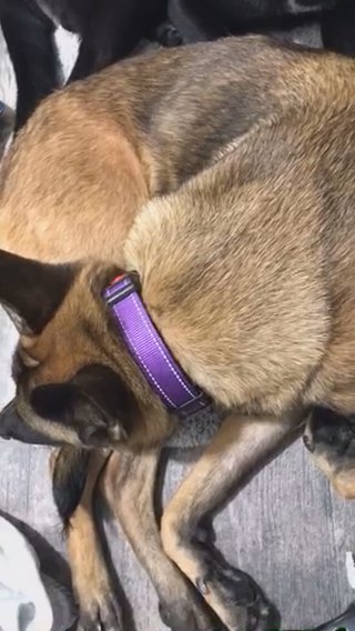 1 Year Old Female Belgian Malinois in Hartlepool
