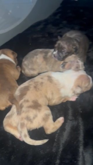 Last 3 American Bully Pups in Liverpool