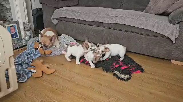 Absolutely Stunning KC Reg French Bulldog Pup in Lincoln
