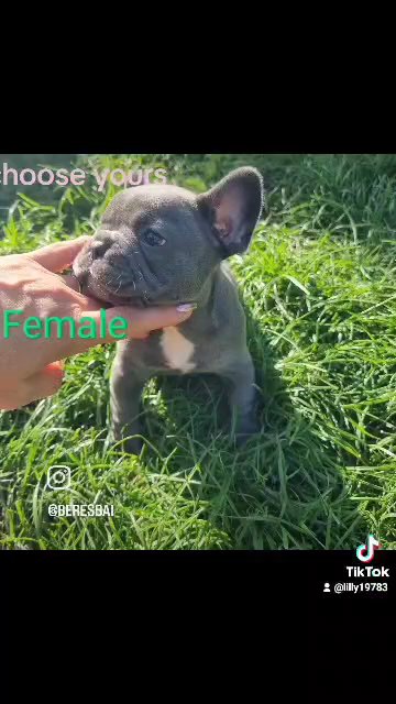 reduce french bulldog in Wolverhampton