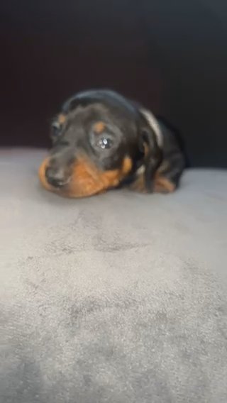 Miniature Dachshund in Liverpool