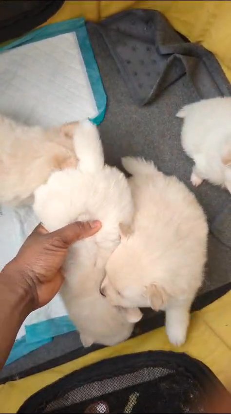 Pomnarian Puppies for Sale in Birmingham