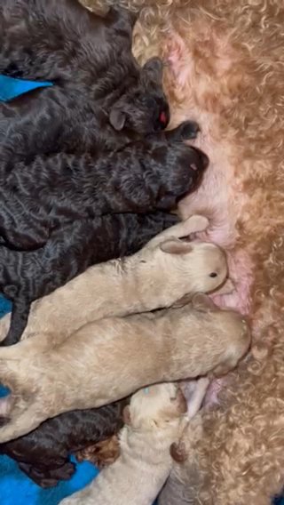 2 Left Australian Labradoodle Puppies !!! in Manchester