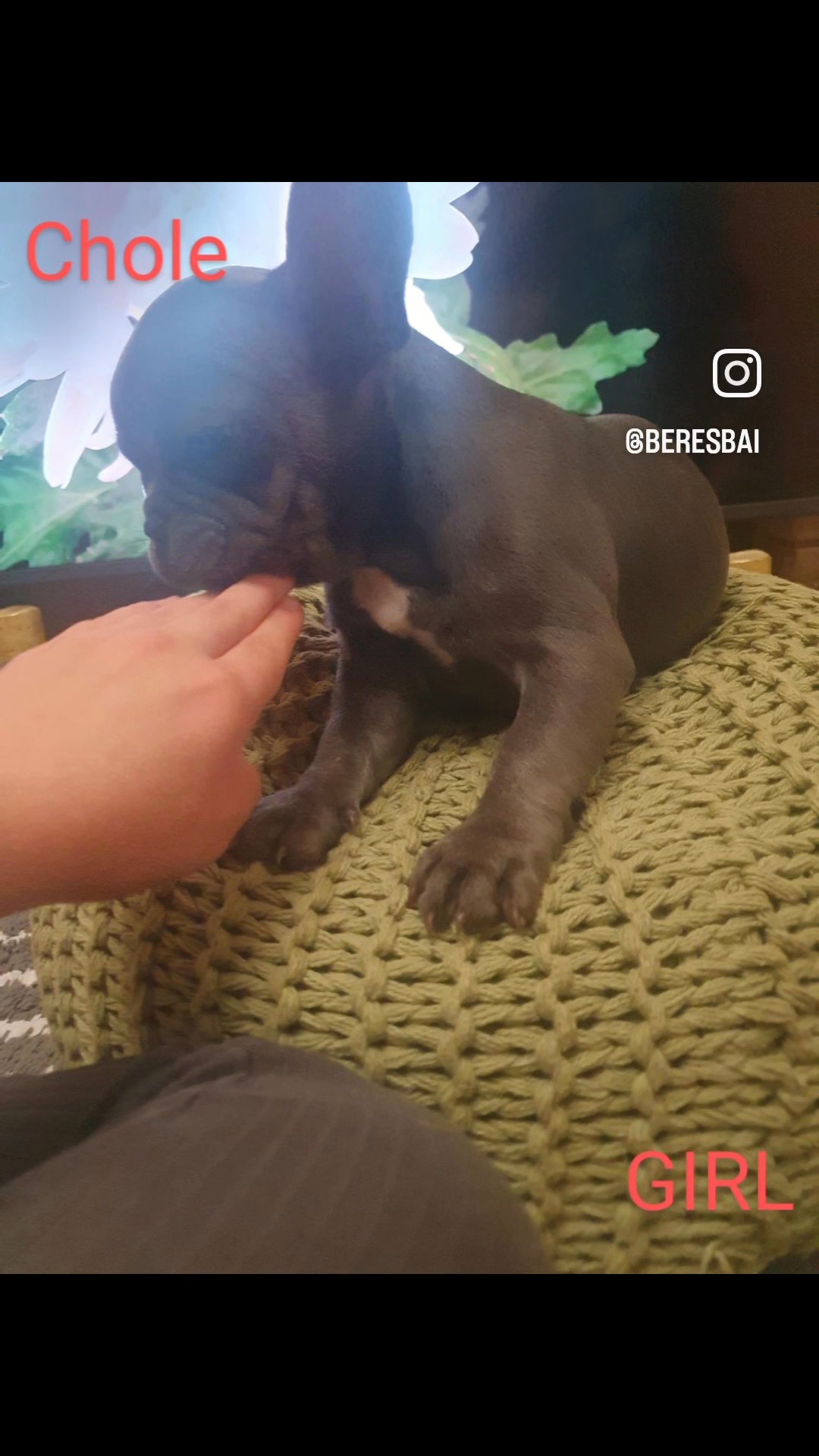reduce french bulldog in Wolverhampton