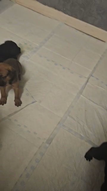 Cane Corso pups 2 girls in South Holland