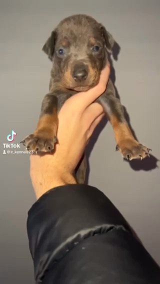 Doberman Puppies in Liverpool