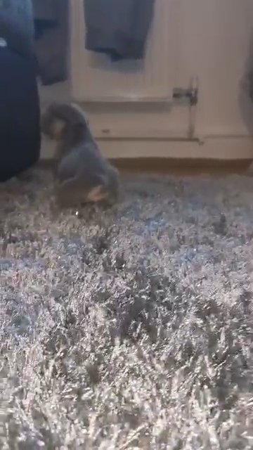 French bulldog in Coventry