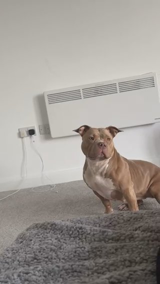 Pocket Bully in London