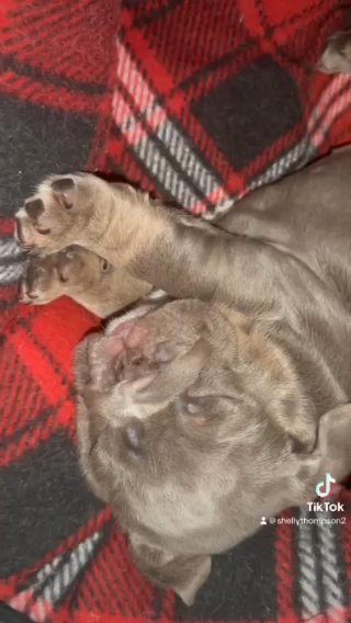Beautiful British Bulldog Puppies in Liverpool