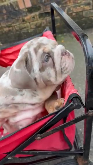 English Bulldog Puppies in Liverpool