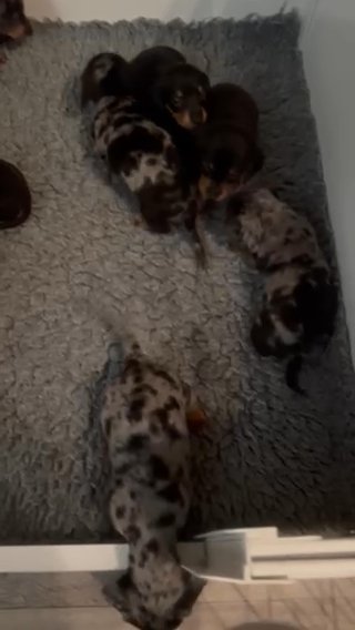 Gorgeous dachshund puppies in Preston