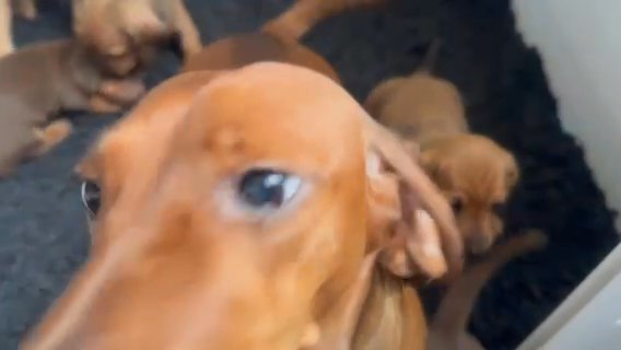 Stunning dachshund puppies in Preston