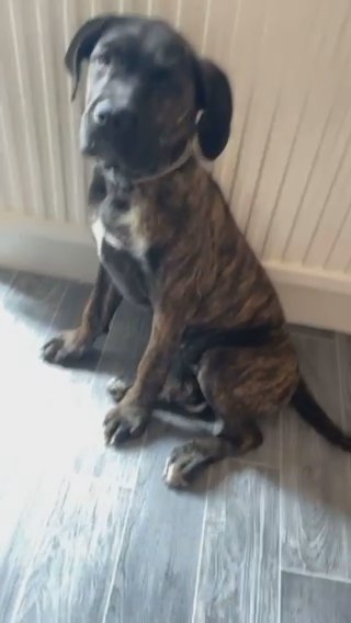 Brindle Cane Corso in Peterborough