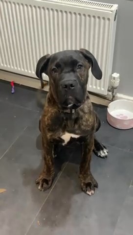 Narla Cane Corso in Peterborough