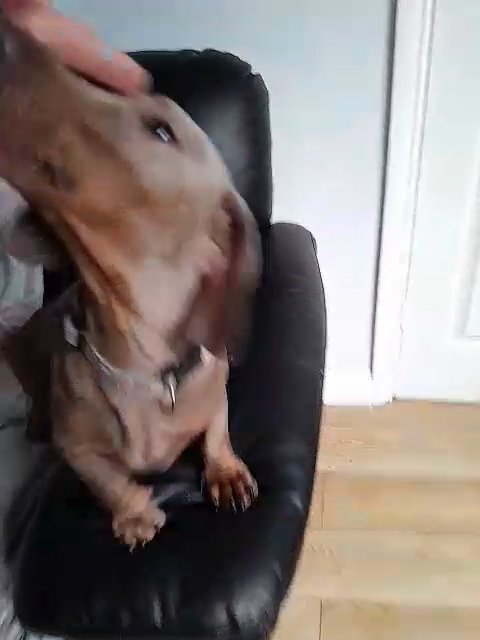 STUNNING BLUE DAPPLE (1 boy left) in Newcastle