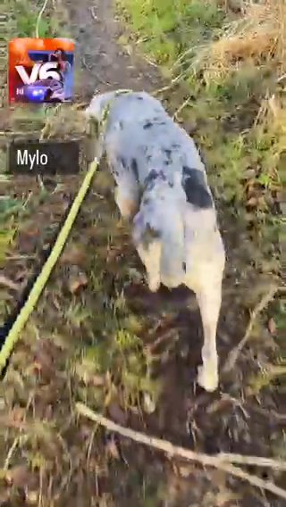 cane corso in Oxford