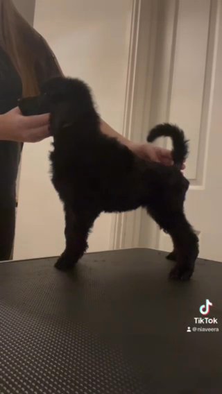 Standard Poodles in Gateshead