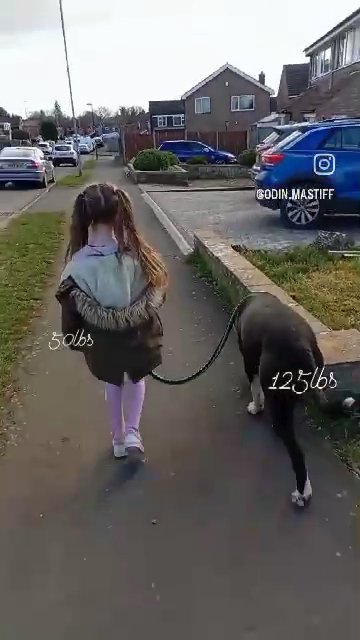 ?ᛟᛞᛁᚾ - Bandogge mastiff ODIN ? in Kettering