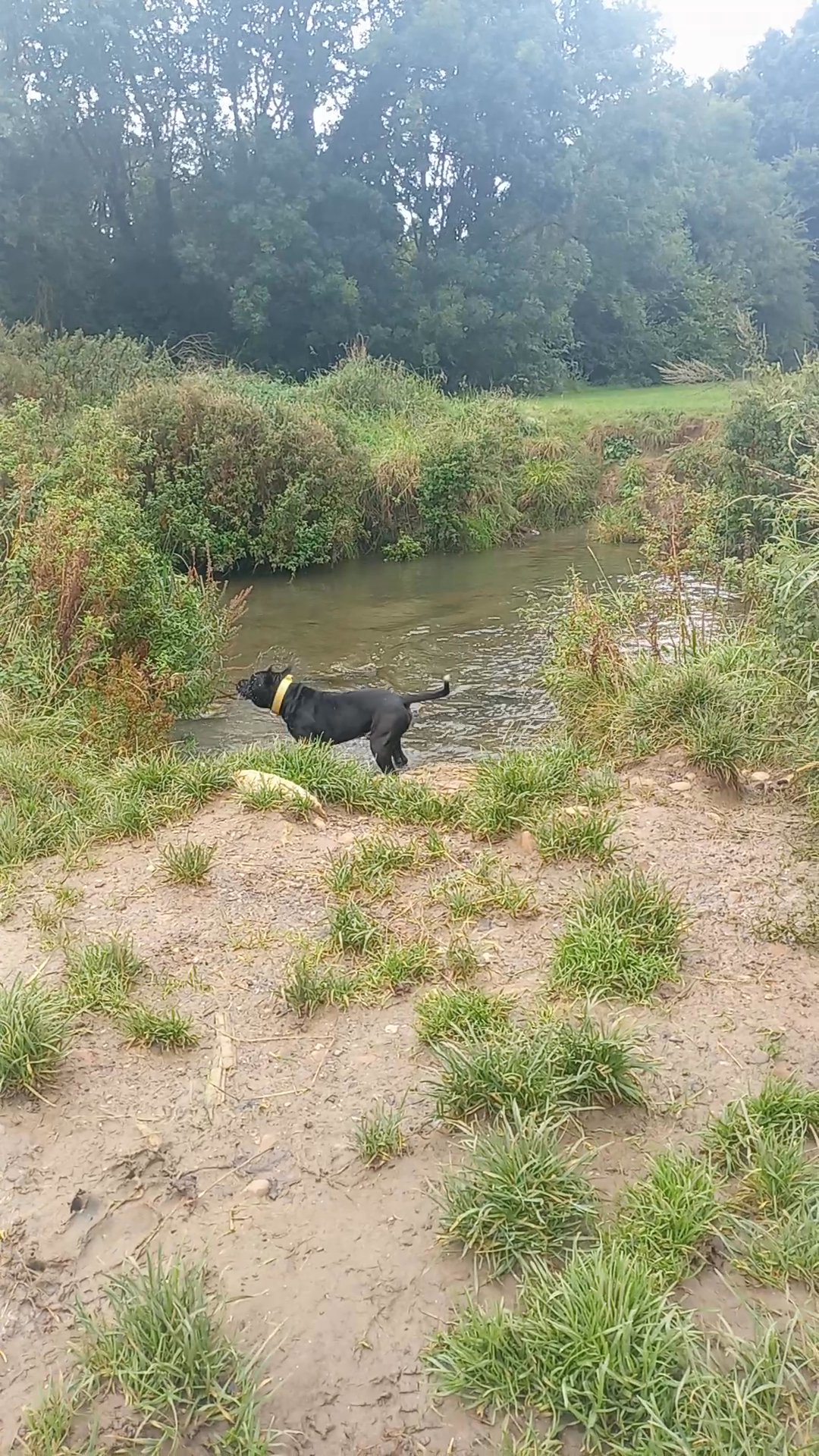 Odin Bandogge mastiff MALE 2 years old in Kettering